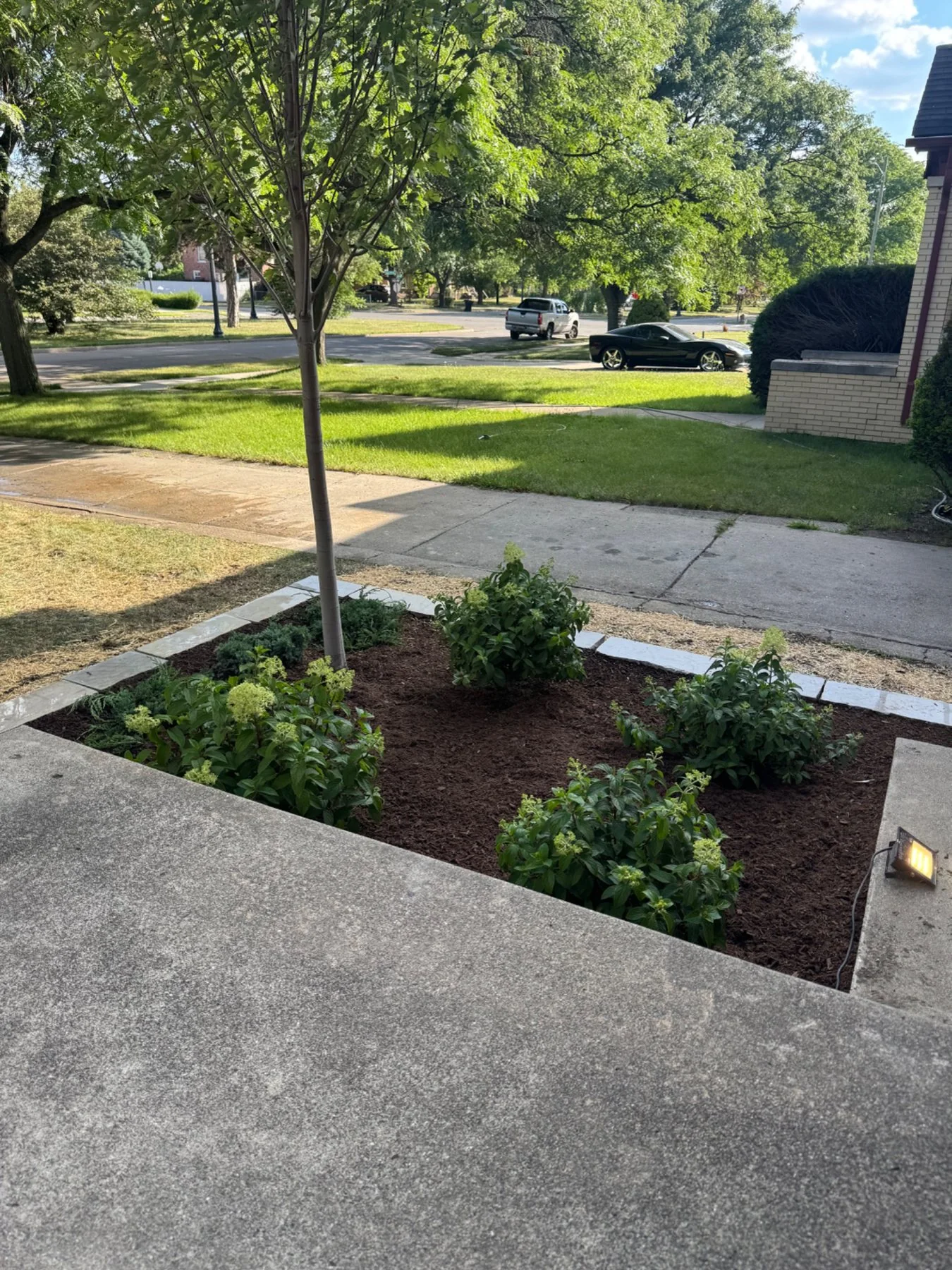 Finished front planting bed with mulch and young tree